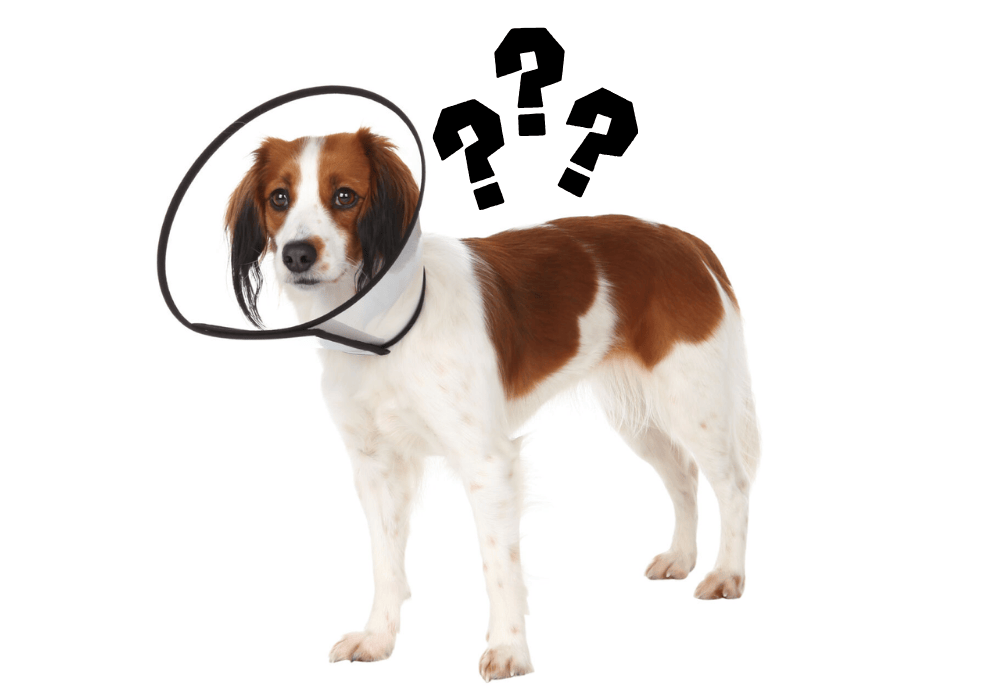 Руководство как измерить шею кота или собаки и как выбрать правильный ветеринарный воротник!